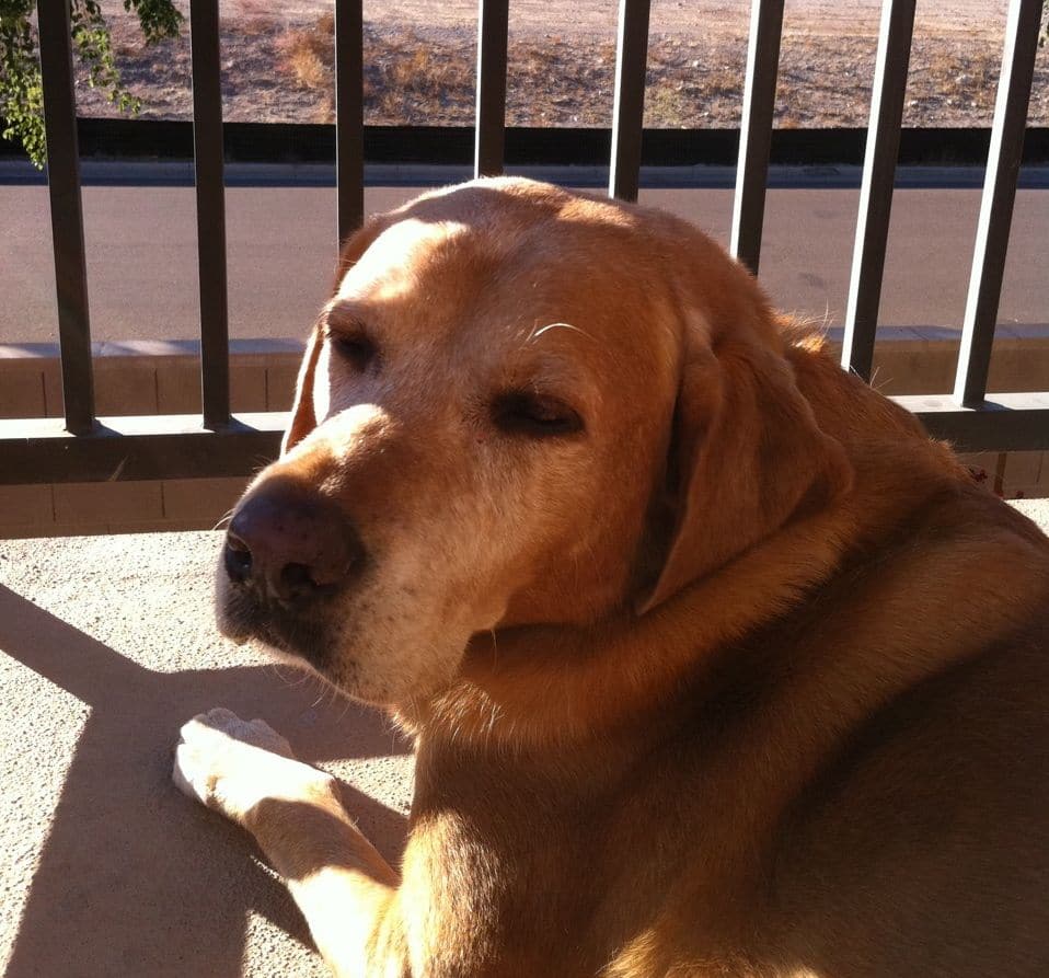 Is Your Dog Getting Fat? Nemechek Autonomic Medicine
