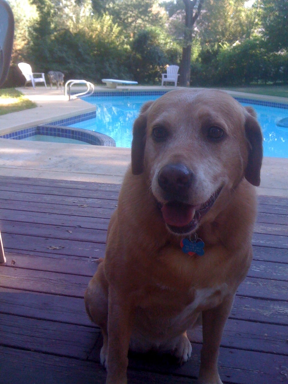 Is Your Dog Getting Fat? Nemechek Autonomic Medicine