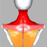 Coat Hanger Pain and It's Relation to Autonomic Dysfunction